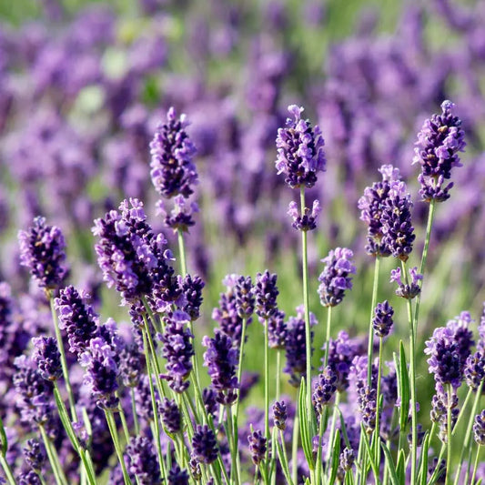 Lavanda